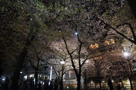 祇園・円山公園(京都府京都市)