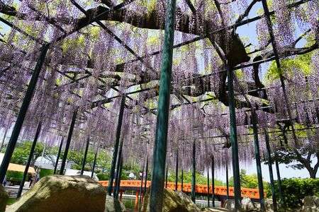 津島市 天王川公園 藤祭り前