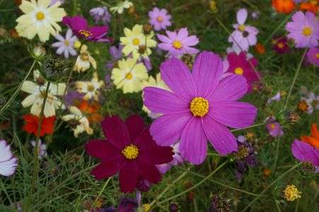 秋風に吹かれるコスモス