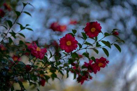 寒中お見舞い申し上げます。