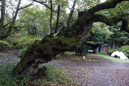 小石川植物園の木々