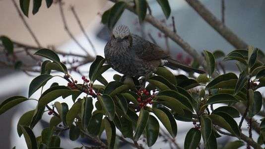 おやつを食べにきたのかな？