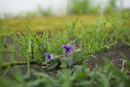 春を静かに喜ぶ