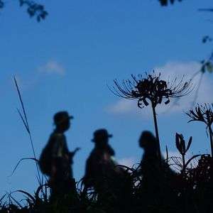 曼珠沙華 in 巾着田