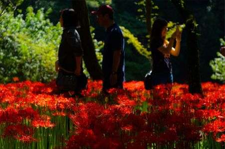 曼珠沙華in 巾着田
