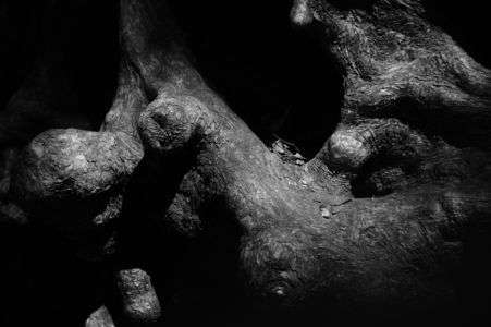 初夏　高尾山　林道巨木の幹