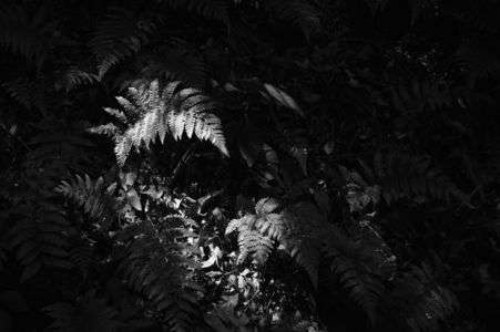 初夏　高尾山　林道のシダ