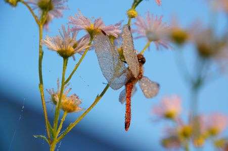 朝露と眠る赤とんぼ