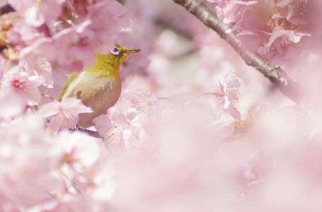 三月三日桃色メジロ