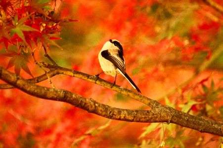 エナガの紅葉狩り