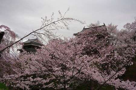 '15上田城桜