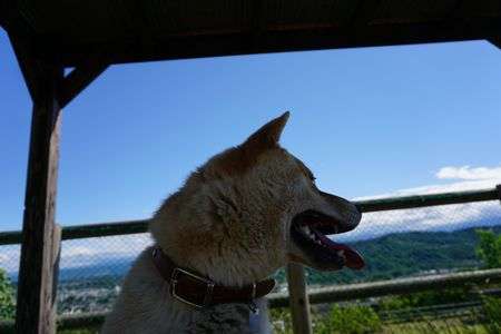 梅雨も休んでドックラン日和♪