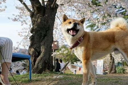 真田のお城でお花見♪