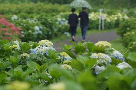 雨の荻窪公園～紫陽花～２
