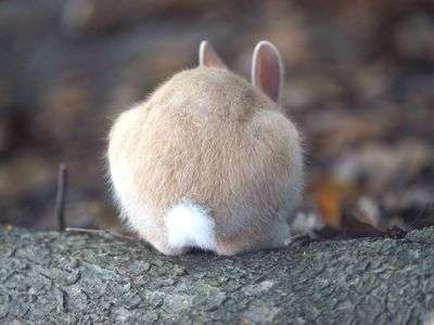 可愛いお尻見つけた