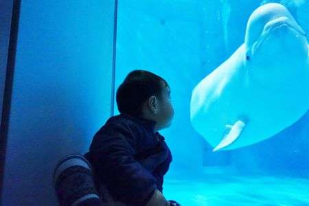 シロイルカと息子