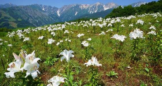 北アルプス花紀行