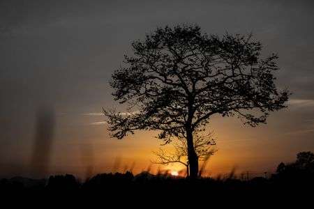 この木にひかれて