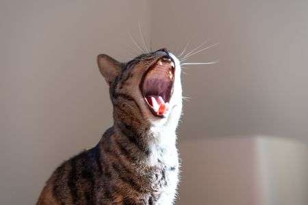 猫のあくび#生きもの_ペット#