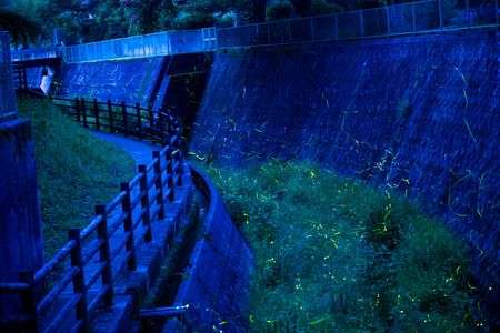 SUMMER　ILLUMINATION