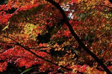 紅葉シルエット