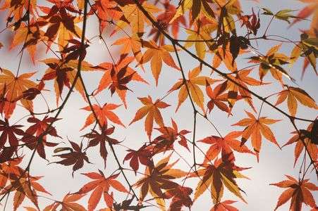 紅葉