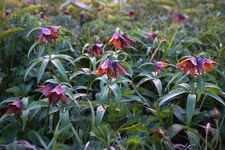 夕映えの黒百合の花！！