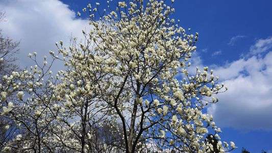 春先の公園にて２