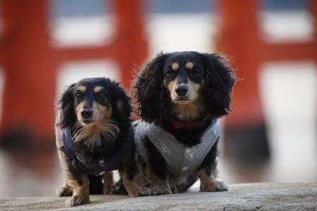 カニンヘンとミニチュア