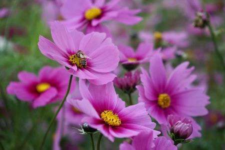 冬に見るコスモスもいいね！