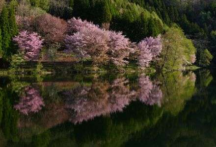 中綱湖畔のオオヤマザクラ