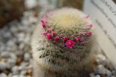 ネックレス的な