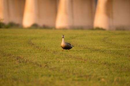 夕方の河川敷にて
