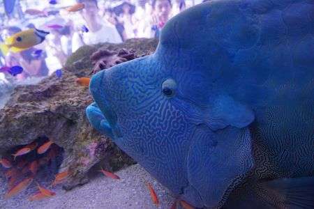 ２０１４年８月α　Sony Aquarium