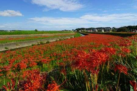 矢勝川の彼岸花