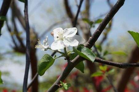 やっと咲いた！