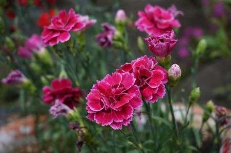 母の日のカーネーション