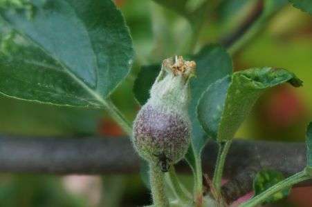 りんごの赤ちゃん