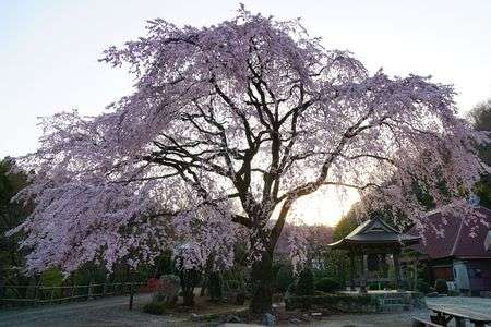 山寺の枝垂桜
