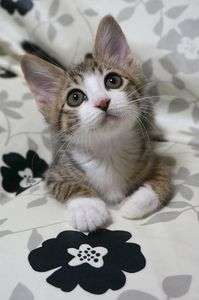 その綺麗な瞳に