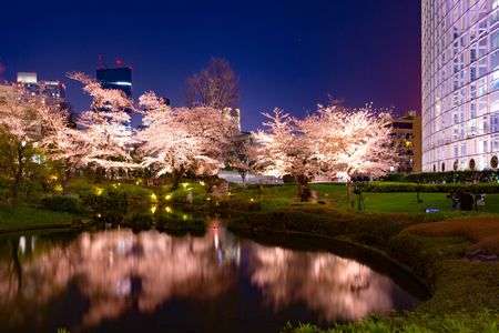 毛利庭園の夜桜