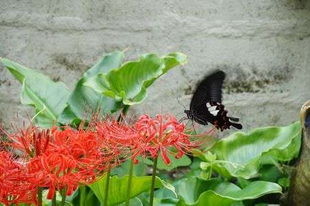 彼岸花とクロアゲハ