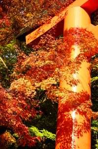 紅葉　下鴨神社
