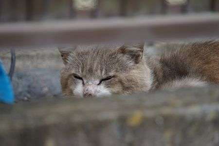 お昼ね中のネコちゃん