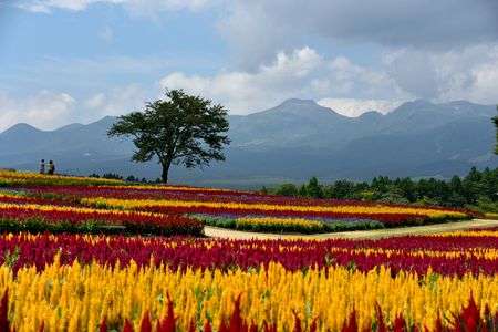 夏の終わりの彩り
