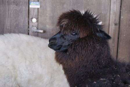 アルパカさん
