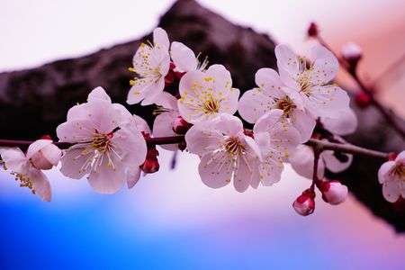 うちの梅　満開