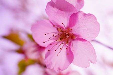 梅？早咲き桜？