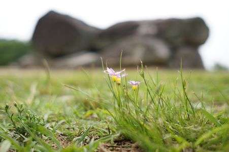 『石舞台の一輪』