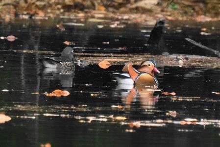 オシドリの季節